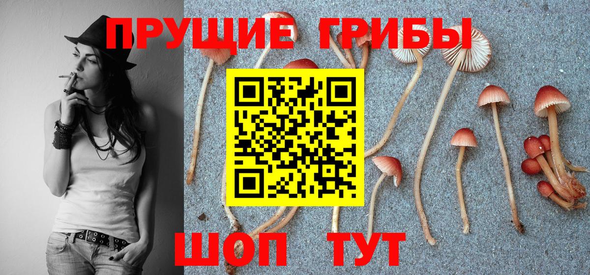 Псилоцибиновые грибы Cubensis Миллерово